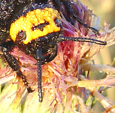 Scolia flavifrons e Scolia hirta (Hymenoptera)